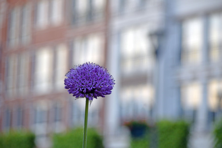 purple flowerの写真素材