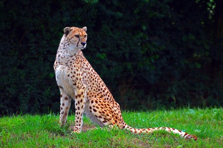 cheetahの写真素材