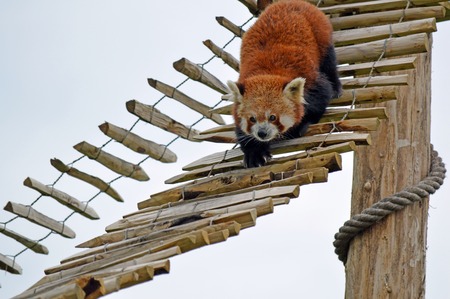 A raccoon