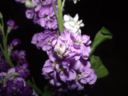 bouquet of violet-white flowers on dark backgroundの写真素材