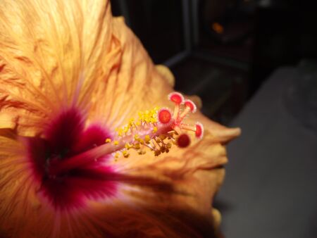 detail of isolated orange hibiscus flowerの写真素材