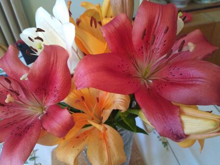 bouquet of colorful lilies on a light backgroundの写真素材
