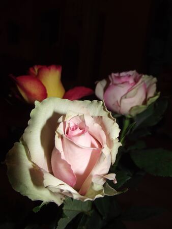 flower of red, white, pink roses on black backgroundの写真素材