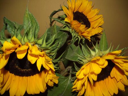 detail of flowers withering sunflowersの写真素材