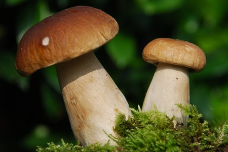 porcini mushrooms Boletusの写真素材