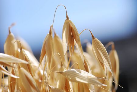 Oat grain oat plant Avena