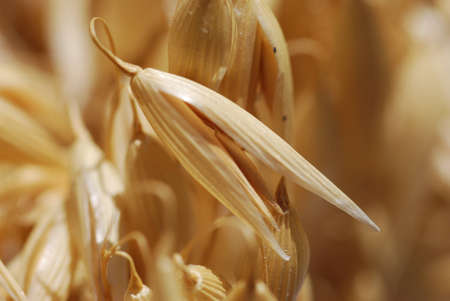 Oat grain oat plant Avenaの写真素材