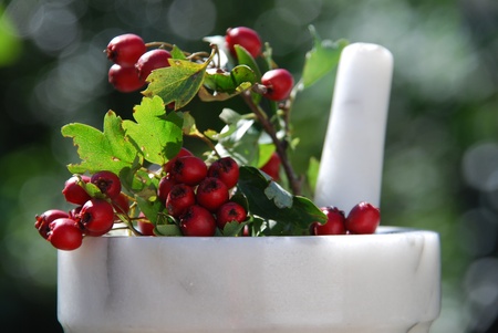 heart drug hawthorn berriesの写真素材