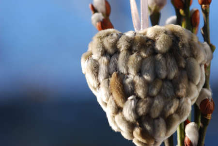 soft pussy willowsの写真素材