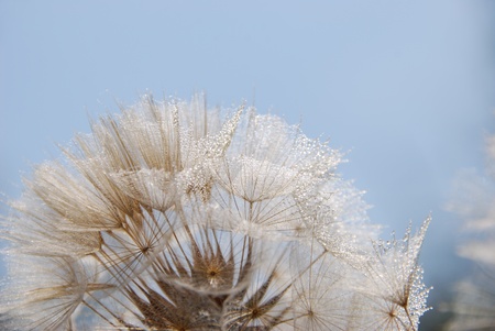 Balance a dandelion