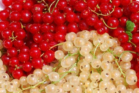 white currants red berries different varieties 