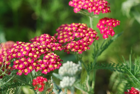 achillea millefolium herb medicineの写真素材