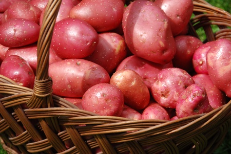 Red potatoes in the basketの写真素材