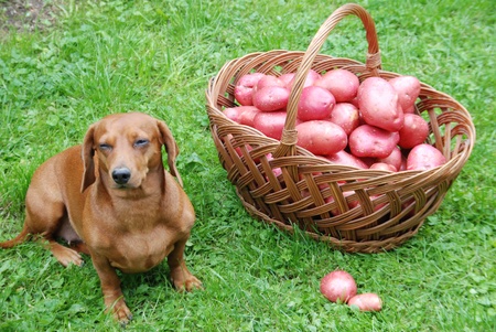 Red potatoes in the basketの写真素材