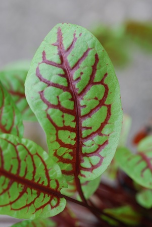 sorrel red Rumex acetosa medicinal plantsの写真素材