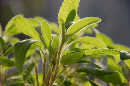 The True Sage Salvia officinalis