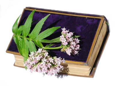 Valerian officinalis plant medicineの写真素材