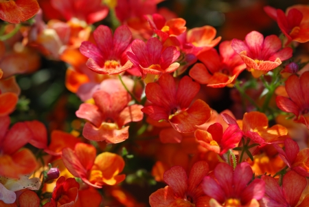 Wallflower Erysimum cheiriの写真素材