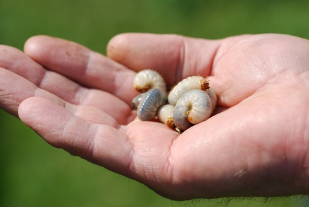 Pest infestation  root herbivoresの写真素材