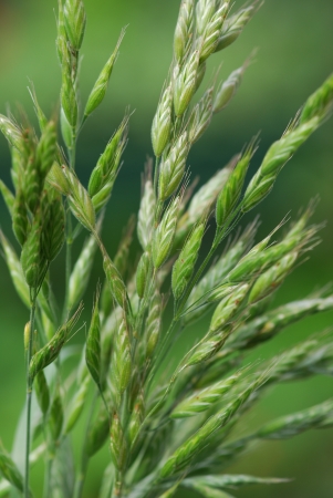 pasture grass soft bromeの写真素材