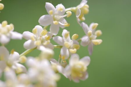 Elderflower medicinal Plants 