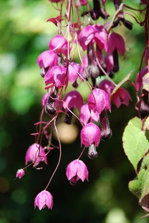 Rhodochiton purple bellsの写真素材