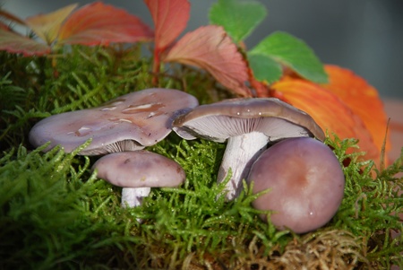 violet knight ling Lepista nudaの写真素材