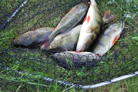river perch perca fluviatilisの写真素材