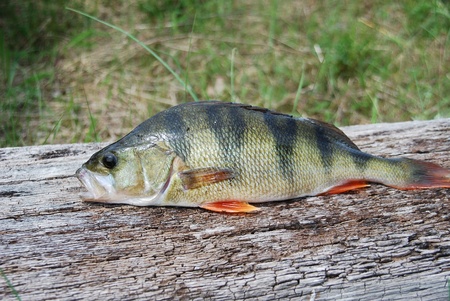 river perch perca fluviatilisの写真素材