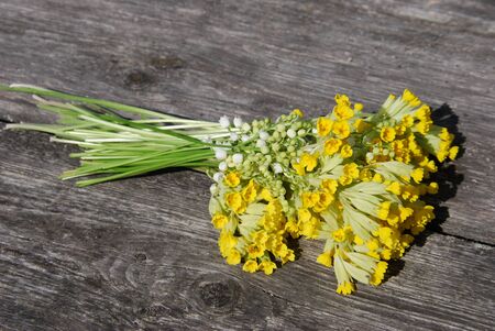 farmers bouquet primroseの写真素材