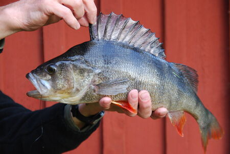 perch Perca fluviatilis