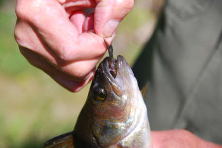 big fish eat little fish