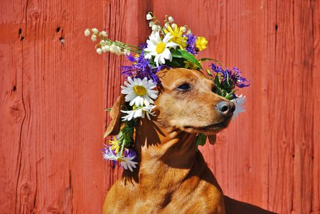 Dog with a traditional floral wreath to the Midsummer Festival in Swedenの写真素材