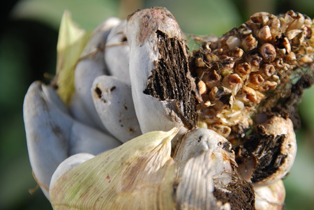 Corn smut, Ustilago maydisの写真素材
