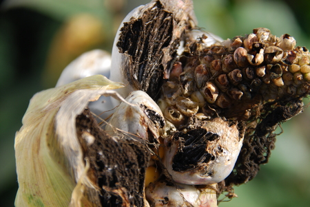 Corn smut, Ustilago maydisの写真素材