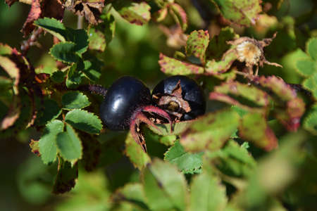 Rosa pimpinellifolia. Species protection.Wild plant shot in autumn.Closeup photograph of a black rose nip of a Rosa pimpinellifolia bush.Sweden autumn.の写真素材