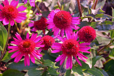 Echinacea Deep Red Coneflower, Noveltyの写真素材