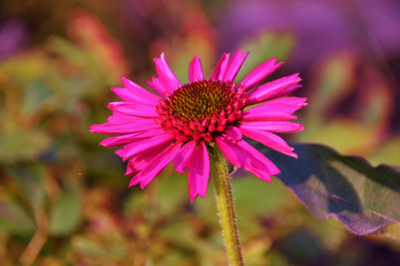 Echinacea Deep Red Coneflower, Noveltyの写真素材