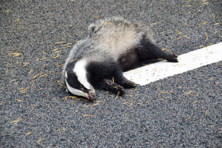 Dead badger on a country road, wilderness Sweden.の写真素材