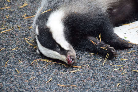 Dead badger on a country road, wilderness Sweden.の写真素材