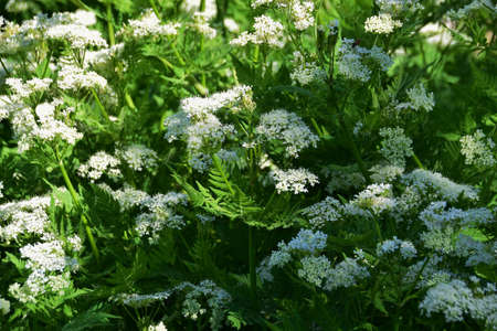 This Sweet Cicely (Myrrhis odorata), herbal medicine Myrrhis odorata, Flowers and leaves,の写真素材