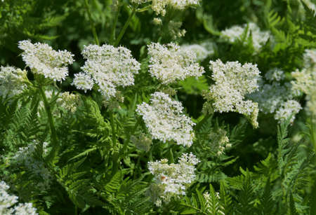 This Sweet Cicely (Myrrhis odorata), herbal medicine Myrrhis odorata, Flowers and leaves,の写真素材