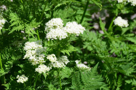 This Sweet Cicely (Myrrhis odorata), herbal medicine Myrrhis odorata, Flowers and leaves,の写真素材