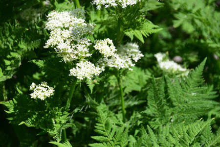 This Sweet Cicely (Myrrhis odorata), herbal medicine Myrrhis odorata, Flowers and leaves,の写真素材