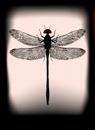 Dragonfly illustration backlit with a ghostly halloween feelのイラスト素材