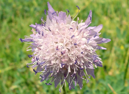 Flowerの写真素材