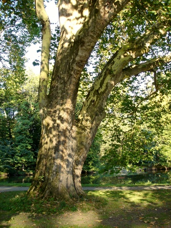 Treeの写真素材