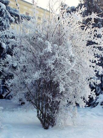 White winter (time)の写真素材