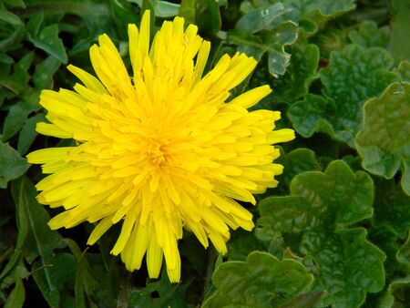 Dandelionの写真素材