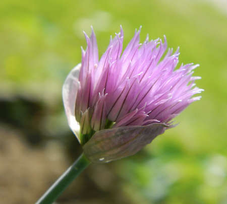 Chive flowerの写真素材